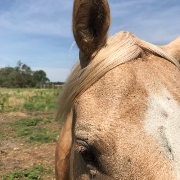 Meet your Posh Ambassador, Paula - Picture 3 of 16